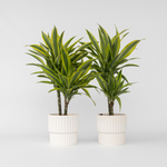Dragon Tree - 2 Pcs. - Dracaena Deremensis 'lemon Lime' - Height 60-70cm - ⌀17cm | Set of 2 | Green