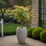 Japanese Maple - Acer Palmatum 'Ukigumo' - Height 50-60cm - ⌀19cm | Set of 2 | Green
