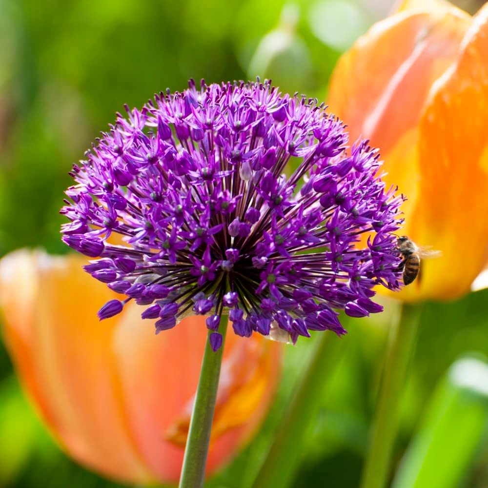Allium Purple Sensation Bulbs | 16 x Bulbs | Pink & Purple