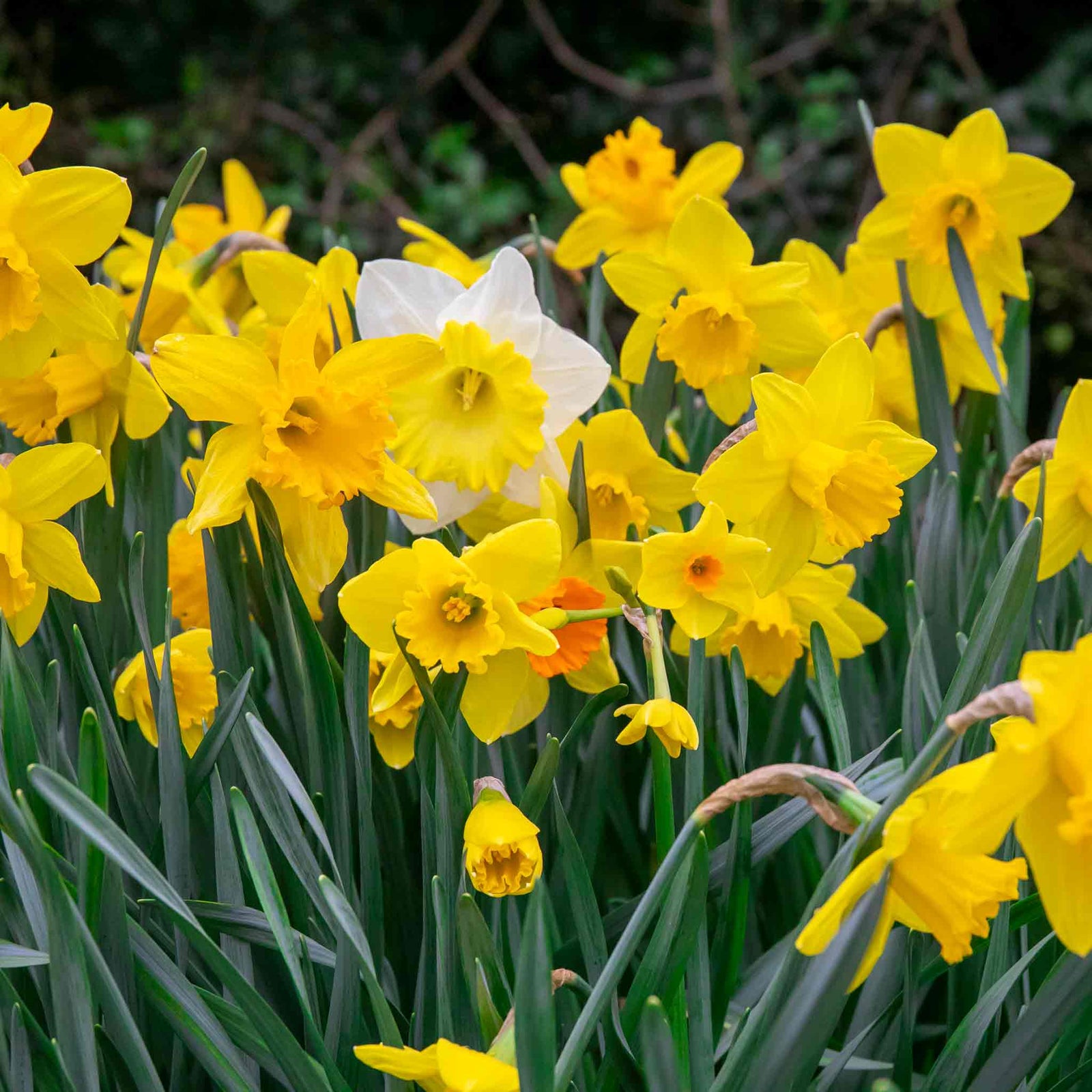 Daffodil Bulbs Mix 'yellow Shades' 100 Bulbs | 100 x Bulbs | Yellow