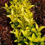 Euonymus Japonicus 'el Dorado' Compact 60cm Evergreen Shrub | 1 x 3L | Lime Green