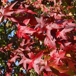 Liquidambar Styraciflua Lane Roberts Tree 6ft Tall Supplied In A 12 Litre Pot