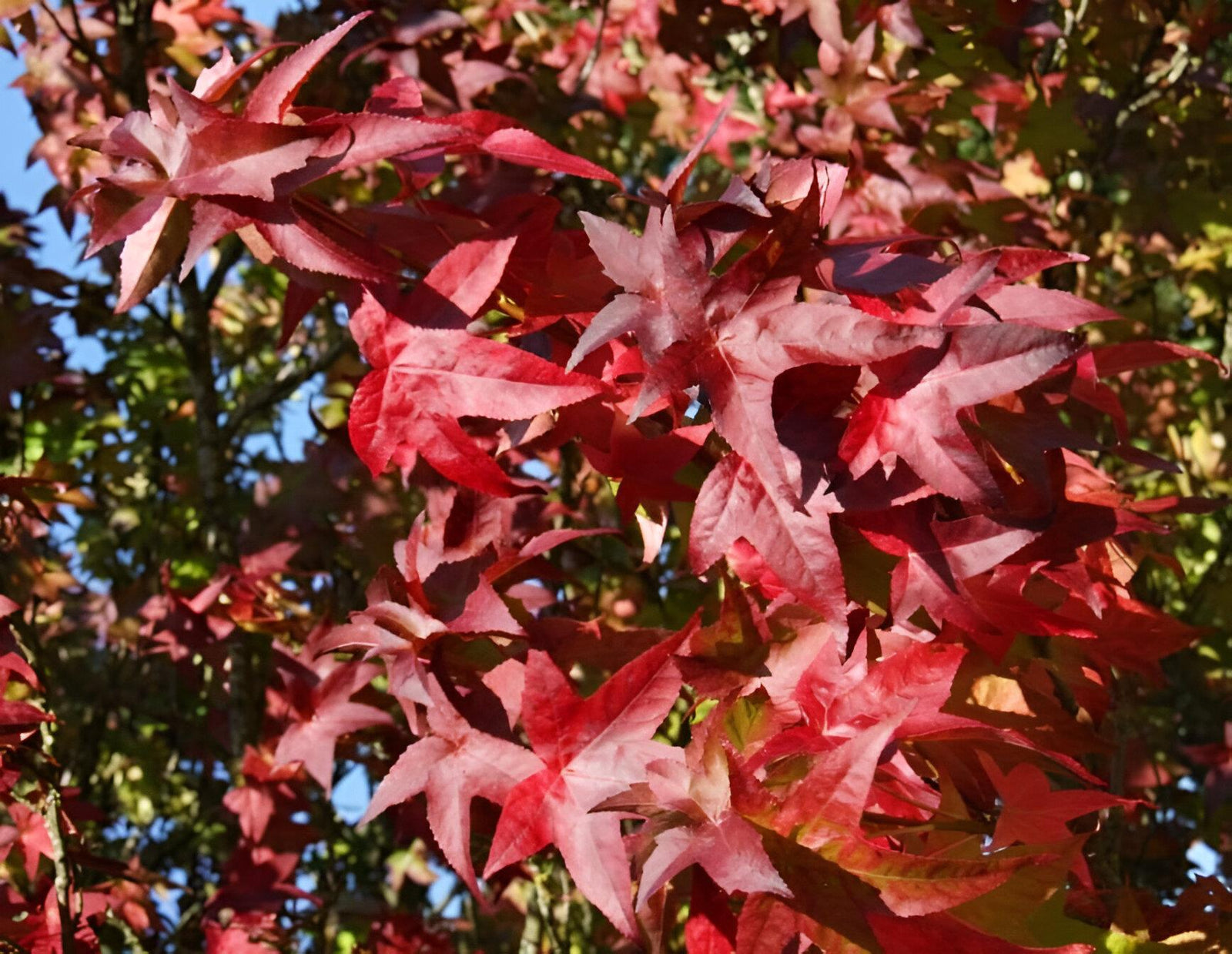 Liquidambar Styraciflua Lane Roberts Tree 6ft Tall Supplied In A 12 Litre Pot