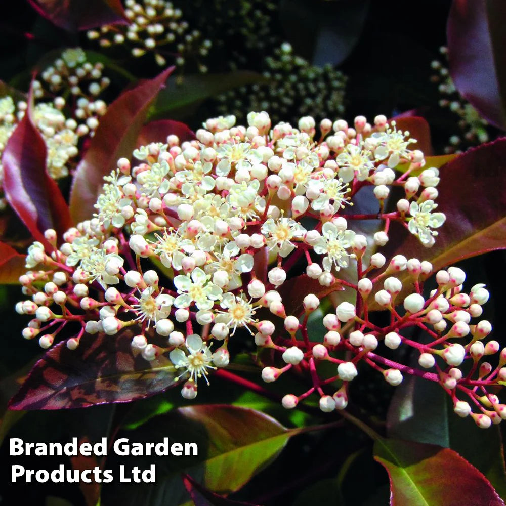 Photinia Fraseri Red Robin 9cm Pot | Set of 2