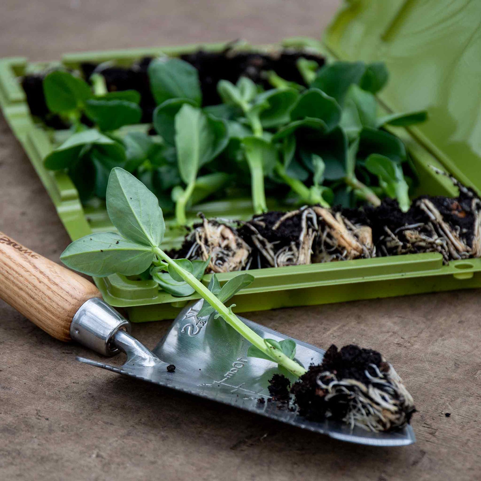Broad Bean Plant Collection - 3 Hardy Varieties | Set of 72
