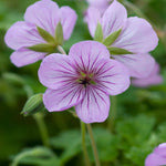 Shade Tolerant Border Perennial Collection - 2L garden ready pots. | Set-of-6 | Multi