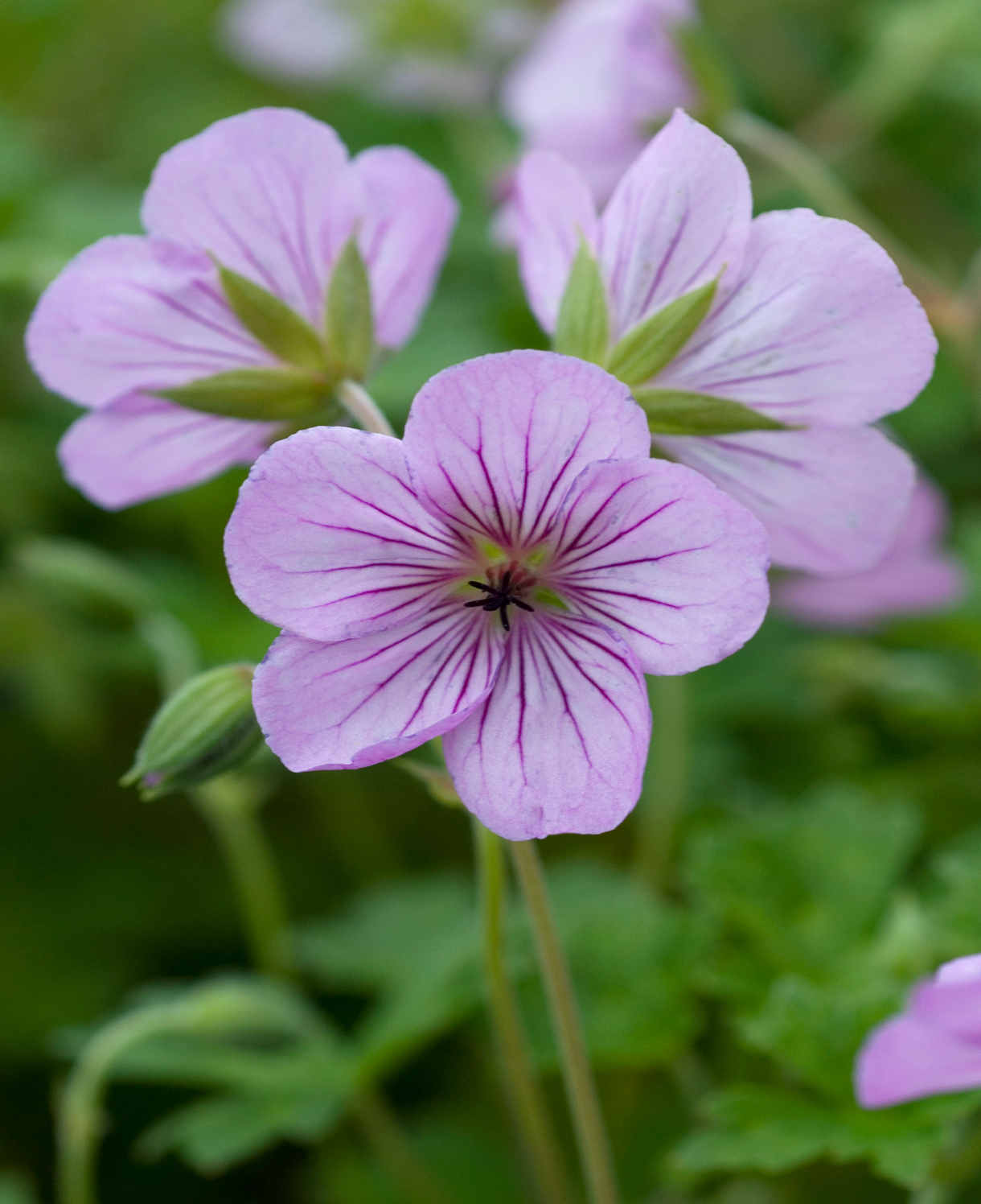Shade Tolerant Border Perennial Collection - 2L garden ready pots. | Set-of-6 | Multi
