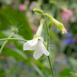 Nicotiana 'whisper Mix' Seeds | 50 Seeds