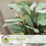 Never Never Plant - Ctenanthe 'amagris' - Height 20-30cm - ⌀12cm | Set of 1 | Green