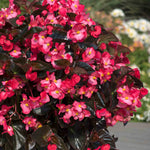 Begonia 'megawatt Rose With Bronze Leaf' - Long-flowering Bedding Plant | 6 x Plug Plants | Multi
