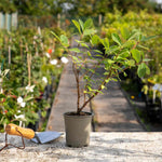 Honeyberry 'honeybee' Self-fertile Hardy Fruiting Shrub | 3 x 9cm