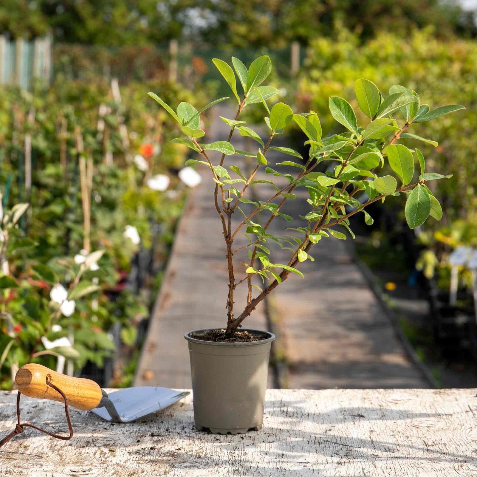 Honeyberry 'honeybee' Self-fertile Hardy Fruiting Shrub | 3 x 9cm