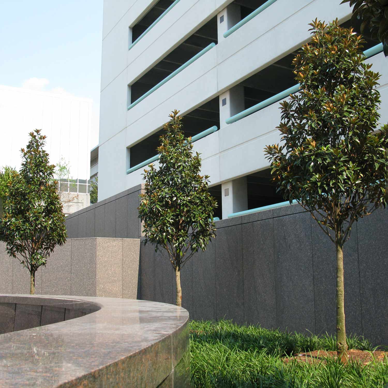 Magnolia Grandiflora 'alta' Narrow Evergreen | 1 x 3L