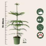 Norfolk Island Pine - Araucaria Heterophylla - Height 70-80cm - ⌀21cm | Set-of-1 | Green