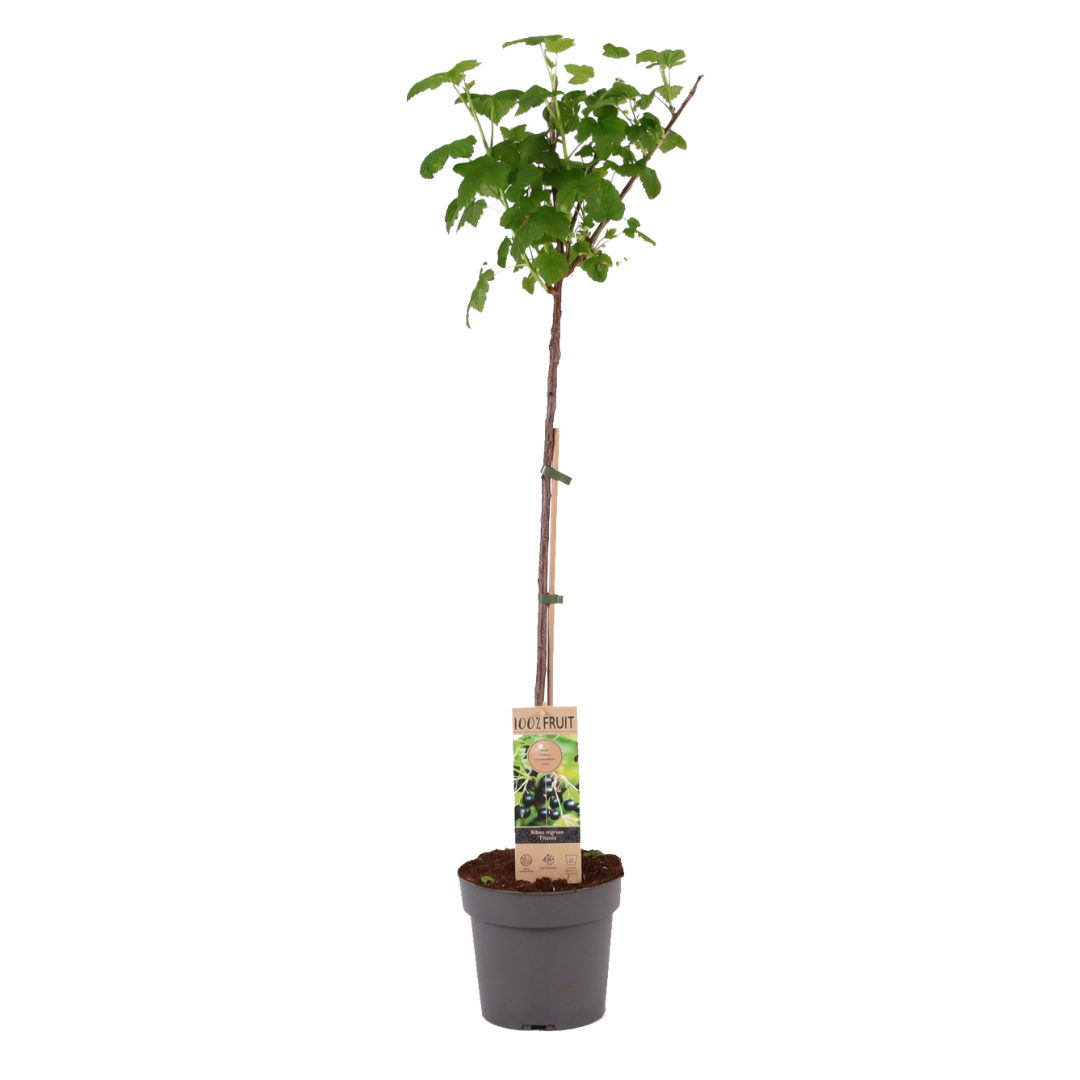 Blackcurrant Plant - Ribes Nigrum 'Titania' - Height 90-100cm - ⌀21cm | Set of 1 | Green