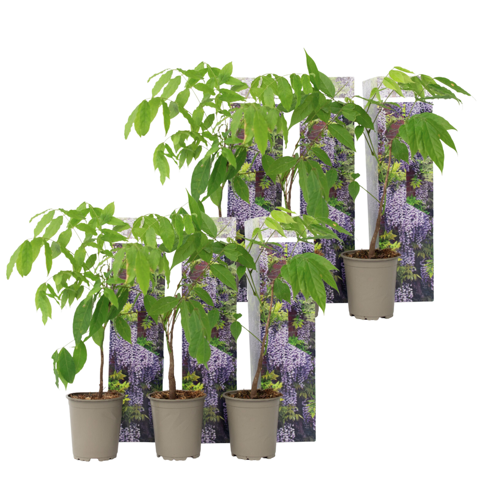 Chinese Wisteria -  Wisteria Sinensis - Height 25-40cm - ⌀9cm | Set of 6 | Purple