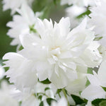 Philadelphus 'pearls Of Perfume' | 1 x 3L | White