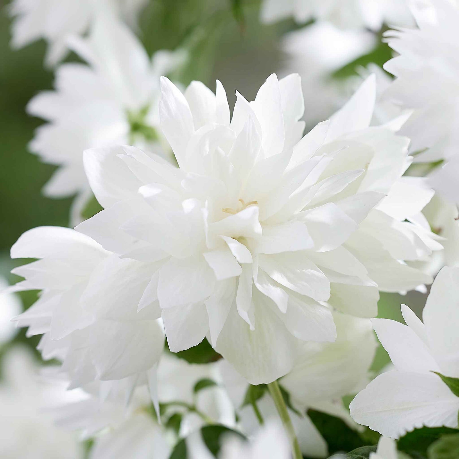Philadelphus 'pearls Of Perfume' | 1 x 3L | White