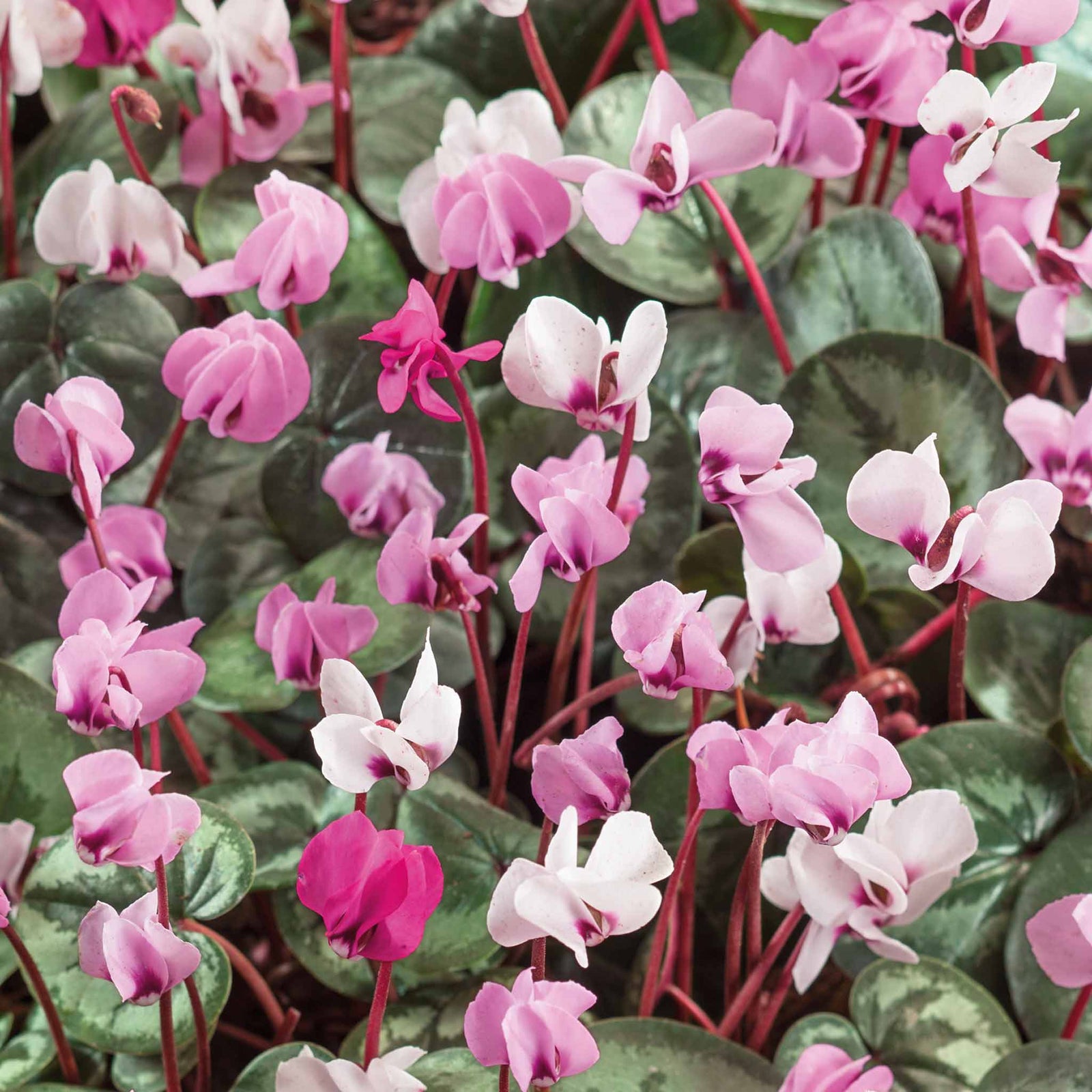 Cyclamen Coum | 5 x Bulbs | Red & White