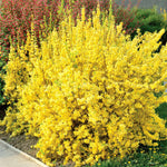Forsythia X Intermedia 'lynwood Gold' - Golden Spring Shrub | 1 x 9cm | Yellow