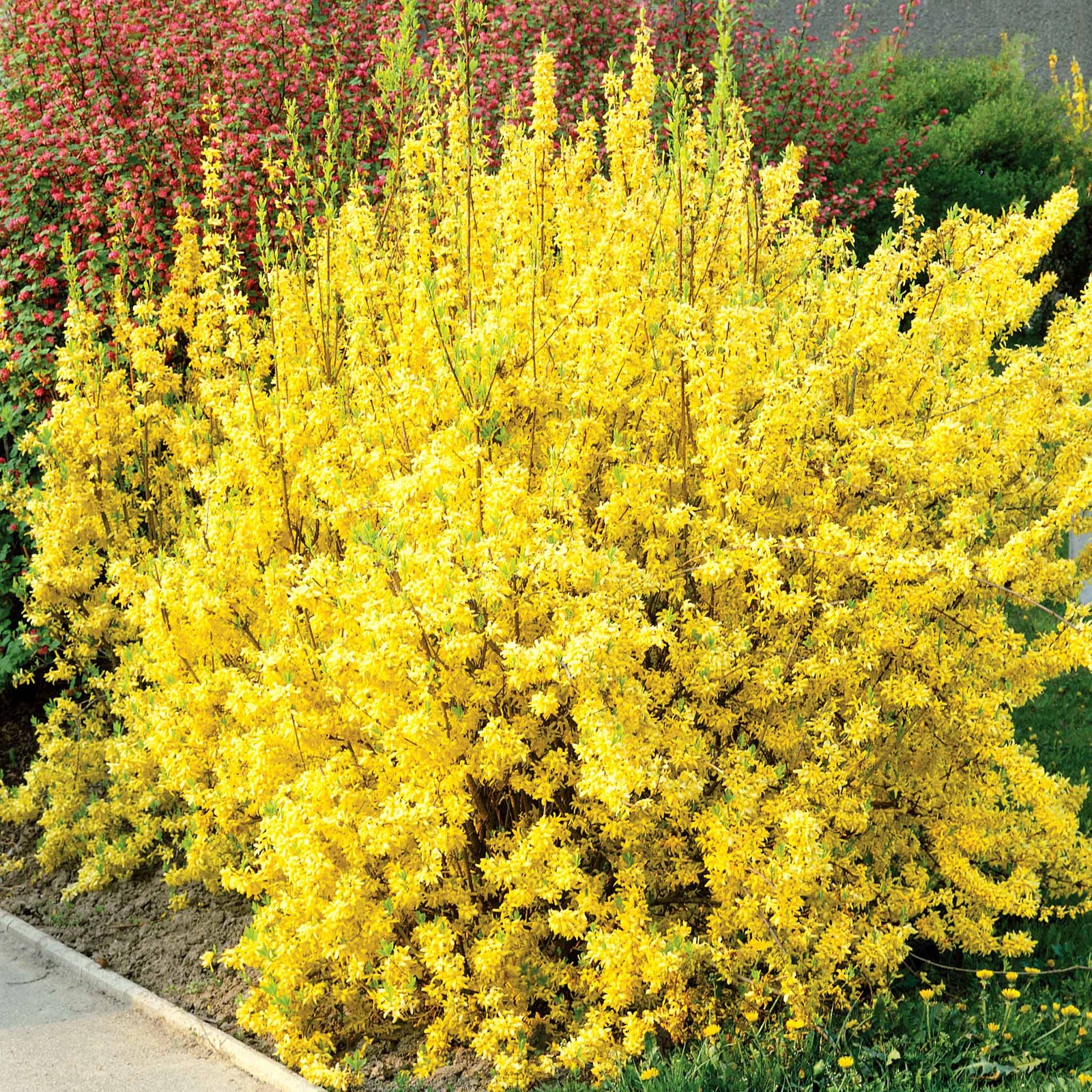 Forsythia X Intermedia 'lynwood Gold' - Golden Spring Shrub | 1 x 9cm | Yellow
