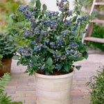 Berry Fruit Duo - 9cm pot