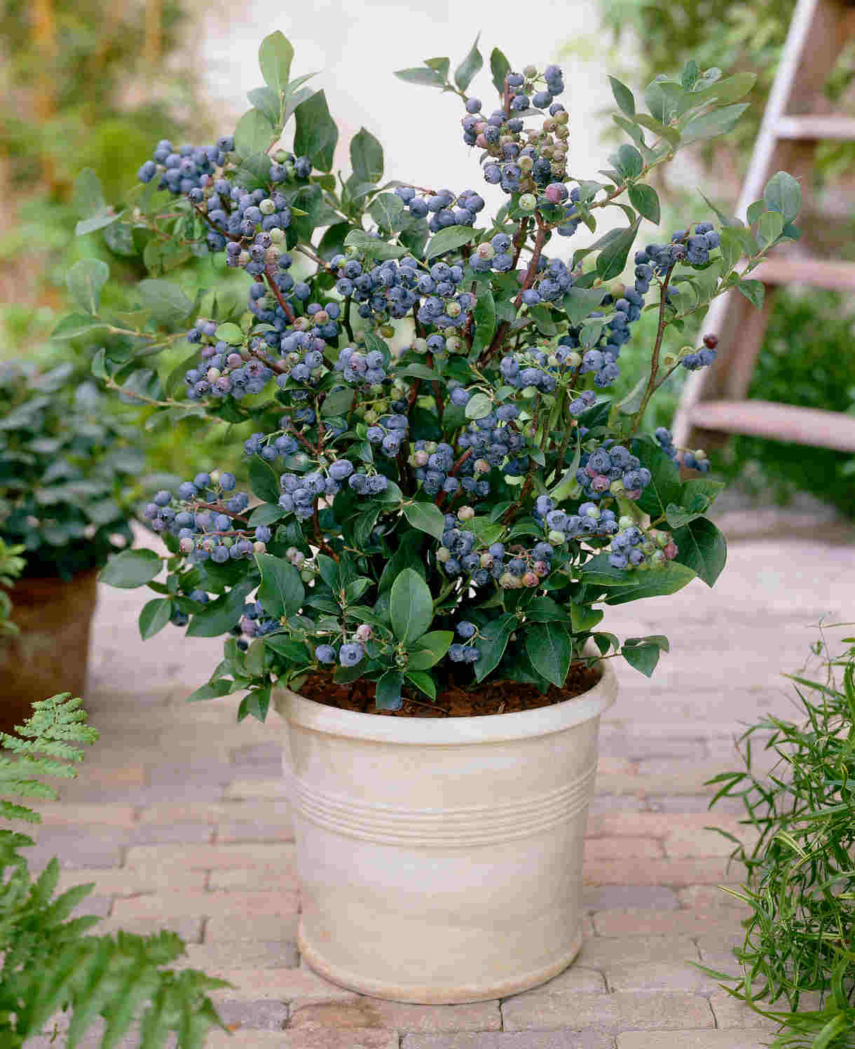 Berry Fruit Duo - 9cm pot