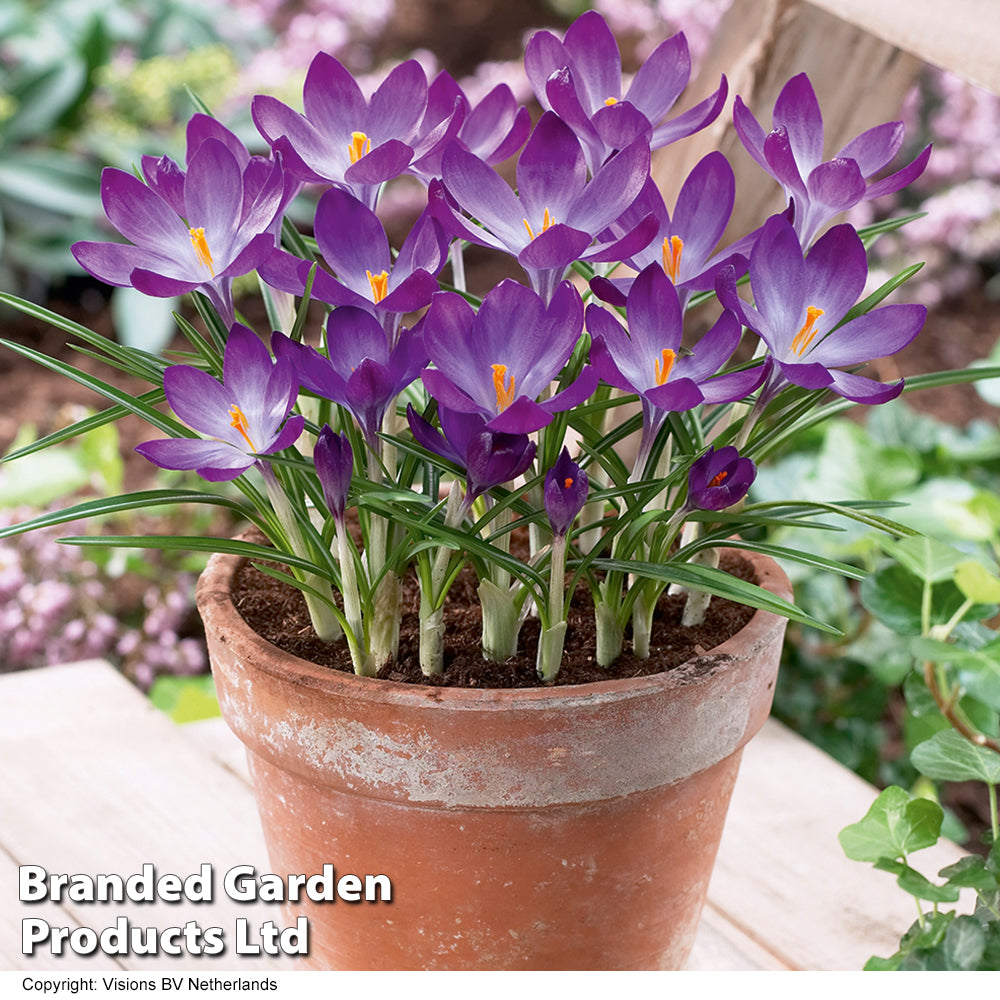 Thompson & Morgan Mixed Spring Bulb Collection 200 Bulbs