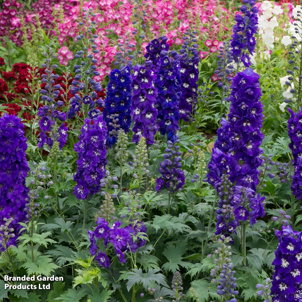 Thompson & Morgan Perfect Perennial Collection - Plants