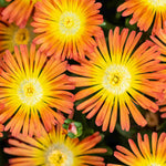 Delosperma Cooperi Solstice Collection - Young Plants | 5 x Plug Plants | Multi