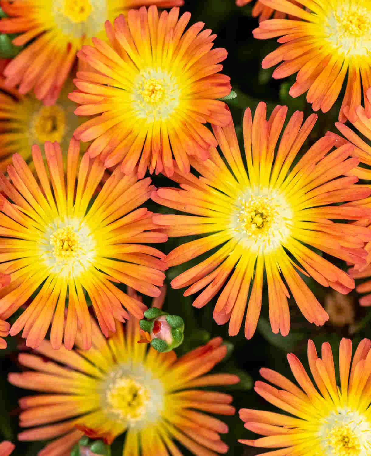 Delosperma Cooperi Solstice Collection - Young Plants | 5 x Plug Plants | Multi