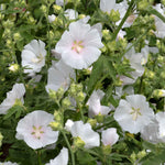 Lavatera 'marshmallow White Ice' | 1 x 9cm | White