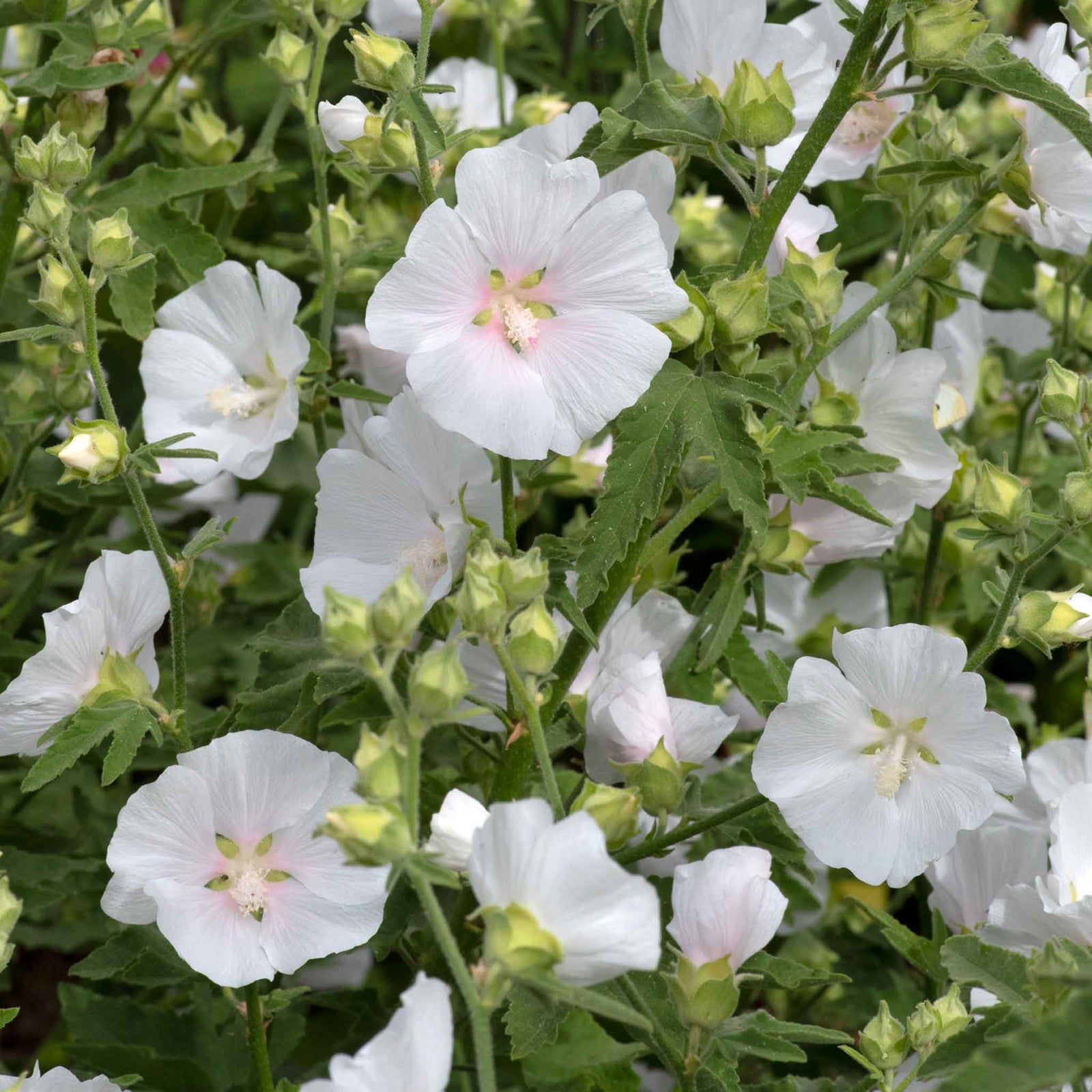 Lavatera 'marshmallow White Ice' | 1 x 9cm | White