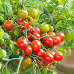 Tomato Seeds 'terenzo' F1 | 8 Seeds