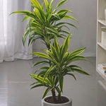 Dragon Tree - 2 Pcs. - Dracaena Deremensis 'lemon Lime' - Height 60-70cm - ⌀17cm | Set of 2 | Green