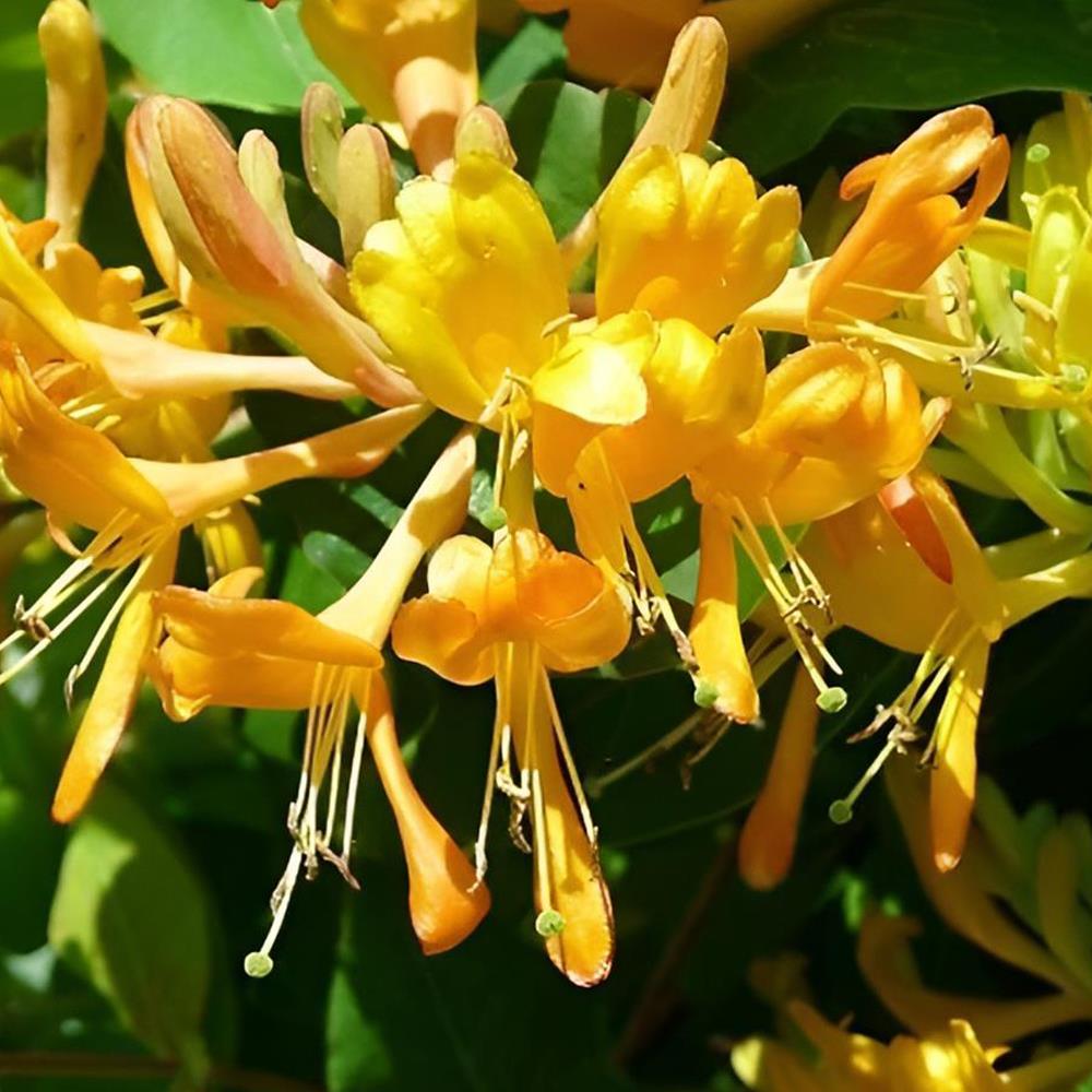 Lonicera Tellmanniana Highly Fragrant Honeysuckle Climbing Plant 3-4ft Supplied In A 3 Litre Pot