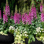 Distinguished Digitalis Collection - Plug Plants | 12 x Plug Plants | Mixed