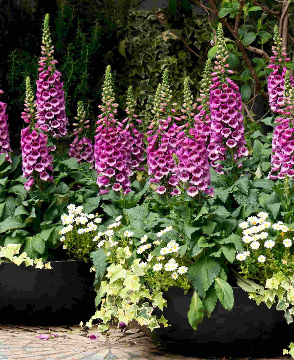 Distinguished Digitalis Collection - Plug Plants | 12 x Plug Plants | Mixed