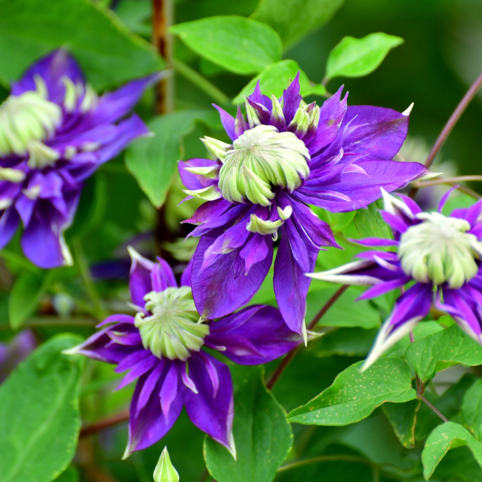 Leather Flower - Clematis Hybrid 'Taiga' - Height 25-40cm - ⌀9cm | Set of 4 | Purple