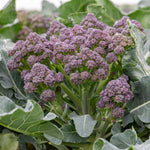 Broccoli 'summer Purple' – Heat-tolerant Summer Cropping | 16 x Pro Grower Plugs | Purple
