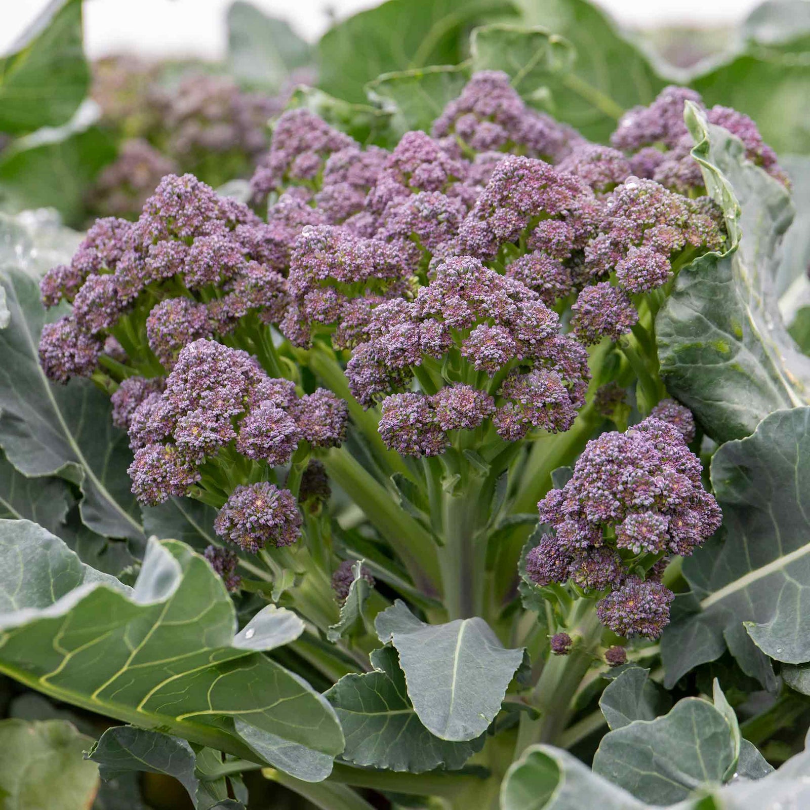 Broccoli 'summer Purple' – Heat-tolerant Summer Cropping | 16 x Pro Grower Plugs | Purple