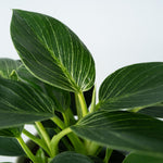 Sweetheart Plant - Philodendron 'white Wave' - Height 25-40cm - ⌀12cm | Set of 1 | Green