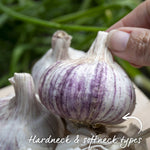 Garlic Duo 'carcassonne Wight' And 'provence Wight' - Autumn Planting