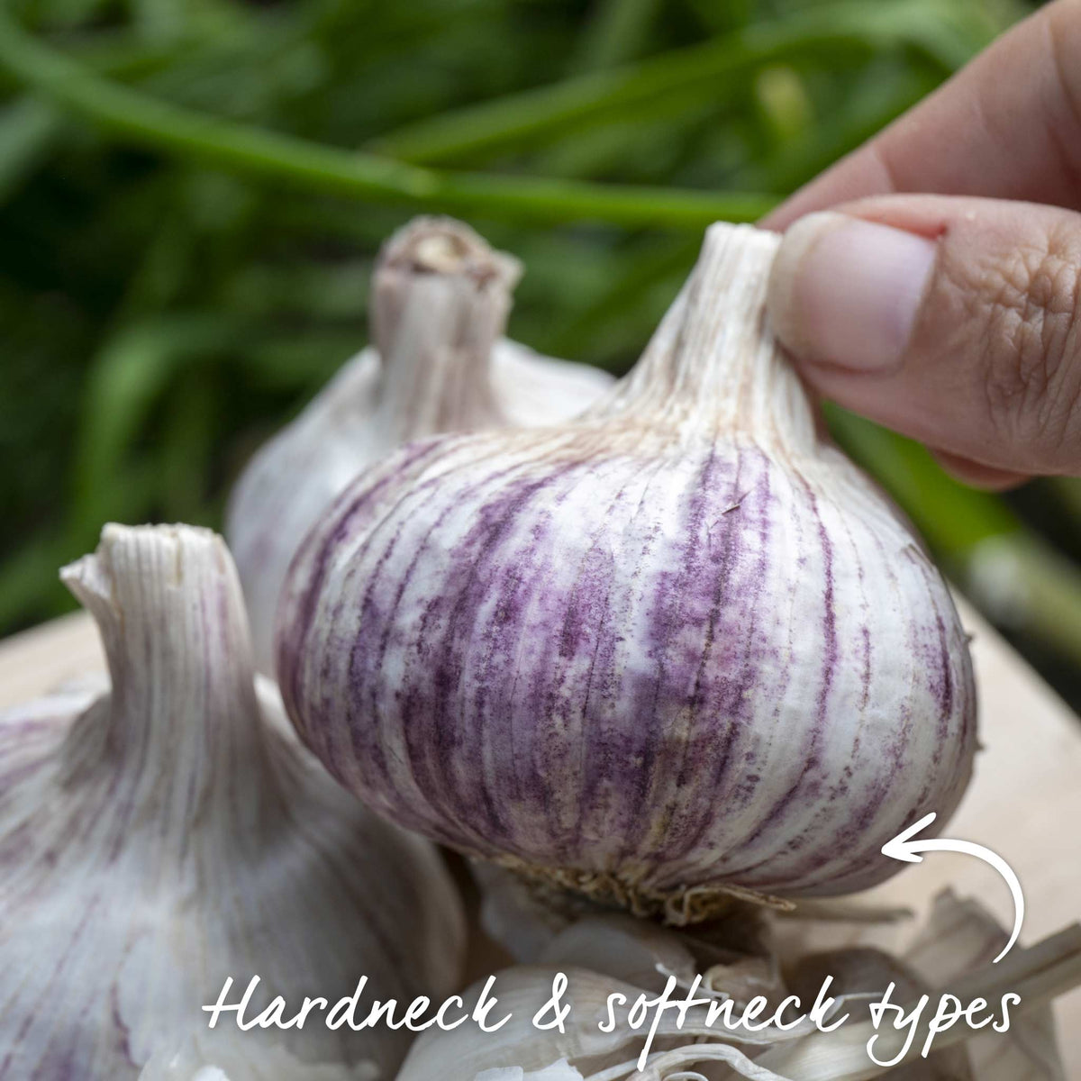 Garlic Duo 'carcassonne Wight' And 'provence Wight' - Autumn Planting