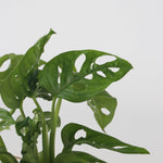 Mini Swiss Cheese Plant - Monstera 'monkey Mask' - Height 25-35cm - ⌀20cm | Set-of-1 | Green