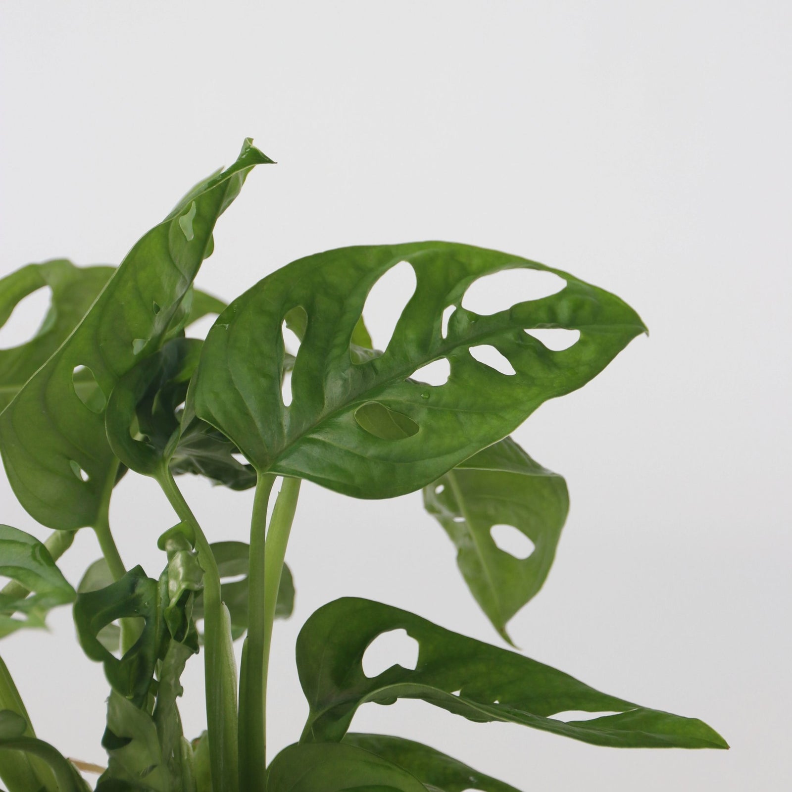 Mini Swiss Cheese Plant - Monstera 'monkey Mask' - Height 25-35cm - ⌀20cm | Set of 1 | Green