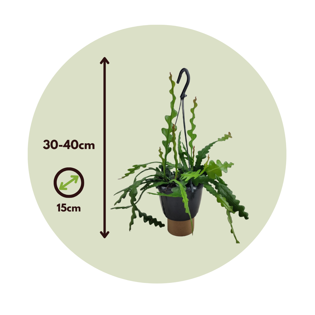 Orchid Cactus - 2 Pcs. - Epiphyllum 'anguliger' - Height 30-40cm - ⌀15cm | Set of 2 | Green