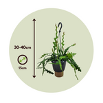 Orchid Cactus - Epiphyllum 'anguliger' - Height 30-40cm - ⌀15cm | Set of 1 | Green
