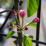 Patio Apple Tree Golden Delicious 1 M | 1 x 5L Espalier