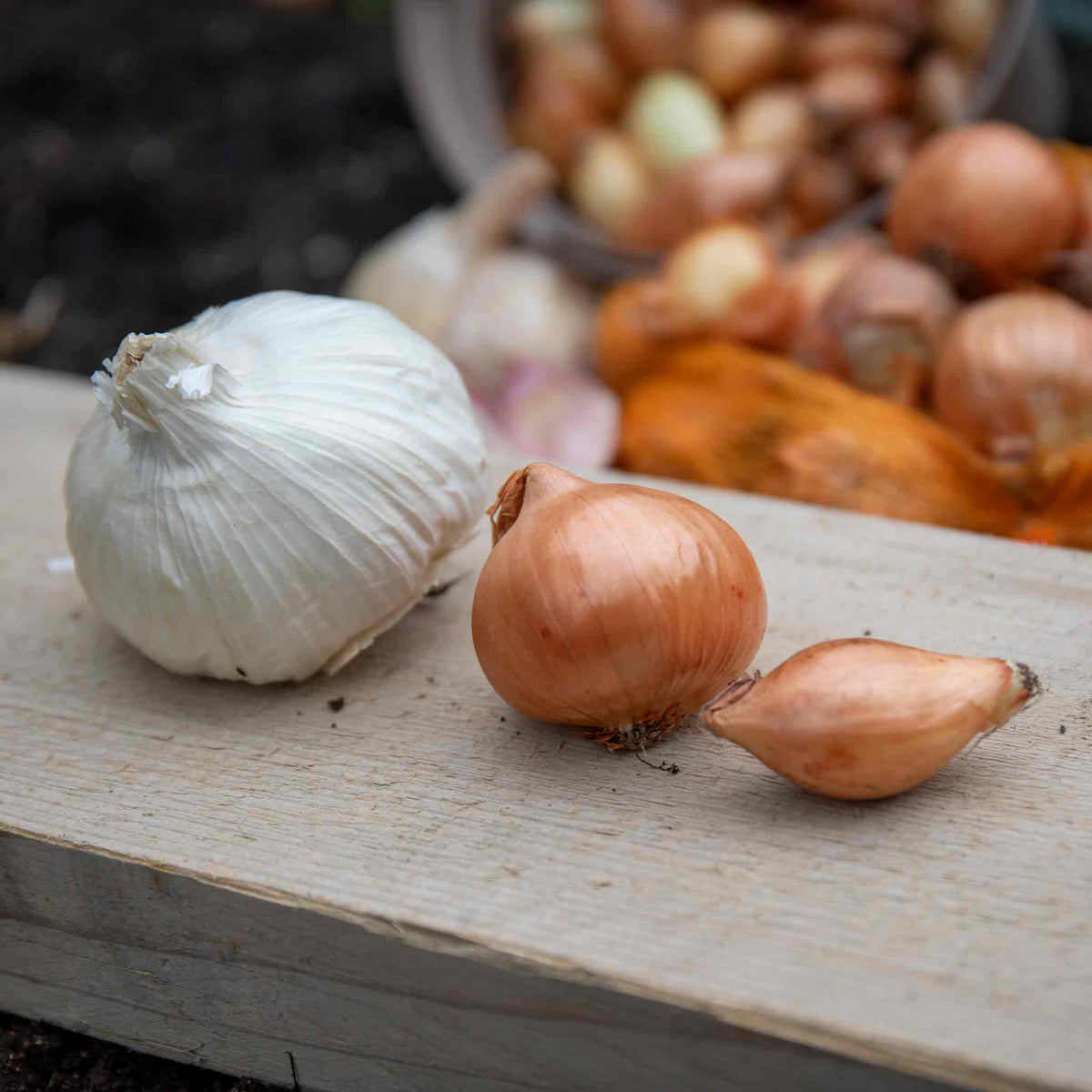 Autumn Planting Onions, Shallot & Garlic Trio Pack | Set of 1